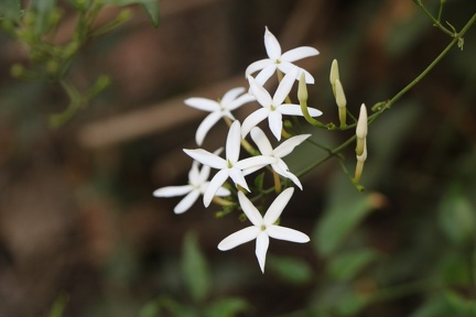 Jasminum azoricum יסמין אזורי