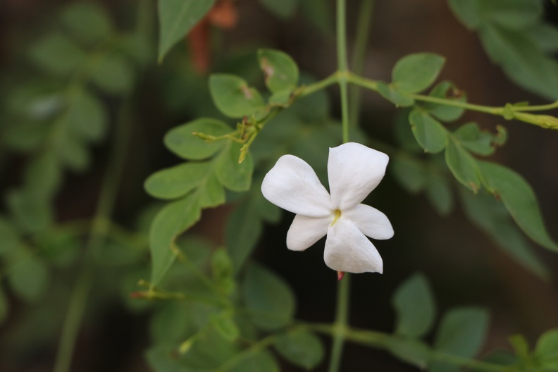 jasminum officinale יסמין רפואי.JPG