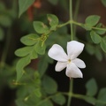 jasminum officinale יסמין רפואי