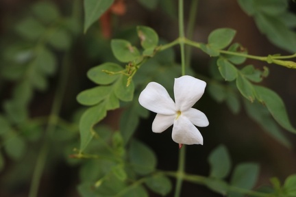 jasminum officinale יסמין רפואי