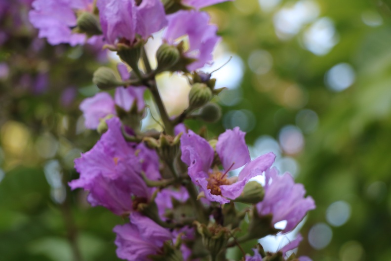 Lagerstroemia speciosa לגרסטרמיה גדולת עלים2.JPG