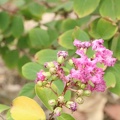 Lagerstroemia speciosa לגרסטרמיה גדולת עלים