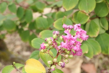 Lagerstroemia speciosa לגרסטרמיה גדולת עלים