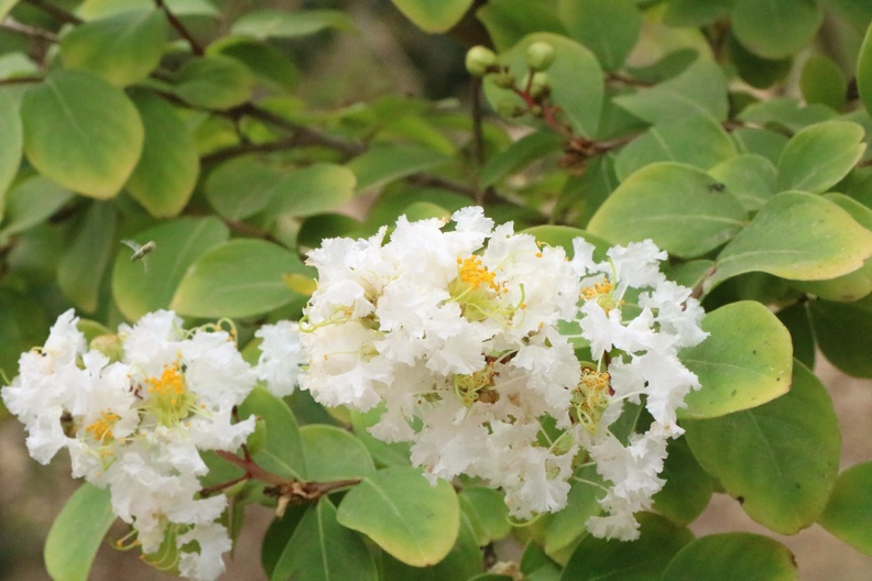 Lagerstroemia speciosa לגרסטרמיה גדולת עלים4.JPG