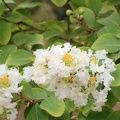 Lagerstroemia speciosa לגרסטרמיה גדולת עלים4.JPG