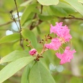 Lagerstroemia speciosa לגרסטרמיה גדולת עלים