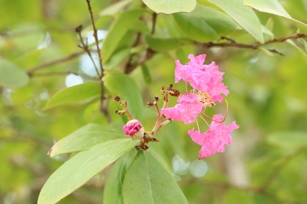 Lagerstroemia speciosa לגרסטרמיה גדולת עלים