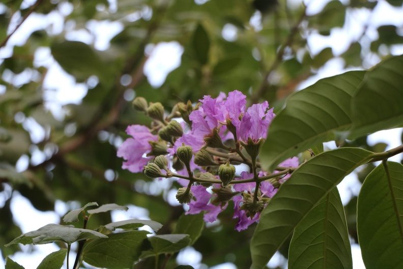 Lagerstroemia speciosa לגרסטרמיה גדולת עלים.JPG