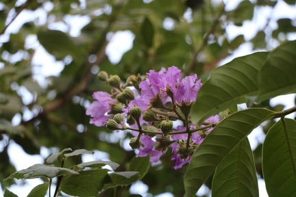 Lagerstroemia speciosa לגרסטרמיה גדולת עלים