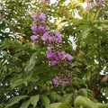 Lagerstroemia speciosa לגרסטרמיה גדולת עלים1.JPG