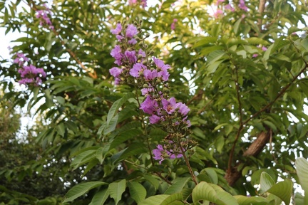 Lagerstroemia speciosa לגרסטרמיה גדולת עלים1