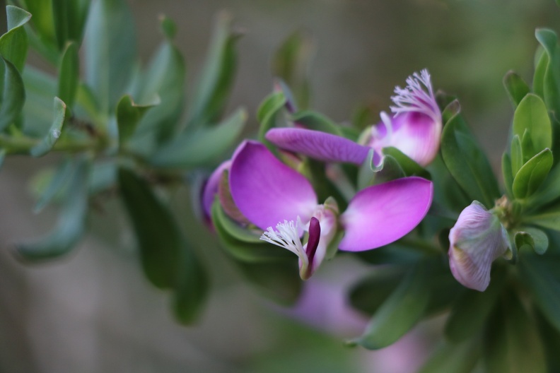 Polygala myrtifolia מרבה חלב הדסי.JPG