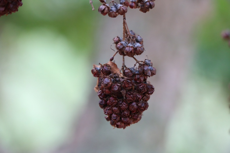 galpinia transvaalica גלפיניה טרנסואלית.JPG