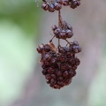 galpinia transvaalica גלפיניה טרנסואלית