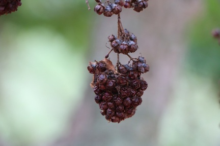 galpinia transvaalica גלפיניה טרנסואלית