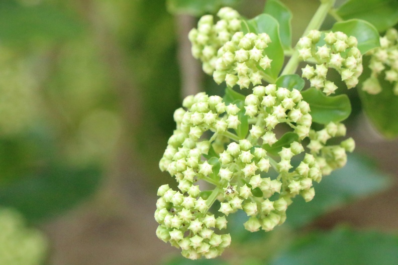 galpinia transvaalica גלפיניה טרנסואלית (2).JPG