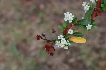 pyracantha angustifolia פירקנתה צרת עלים