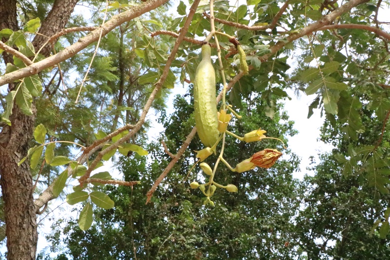 Yucca aloifolia יוקה אלואית2.JPG