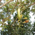 Yucca aloifolia יוקה אלואית