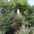 Yucca aloifolia יוקה אלואית.JPG