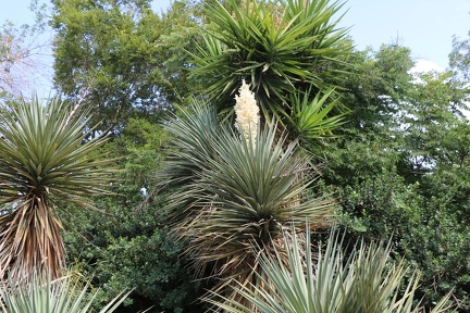 Yucca aloifolia יוקה אלואית