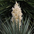 Yucca aloifolia יוקה אלואית1