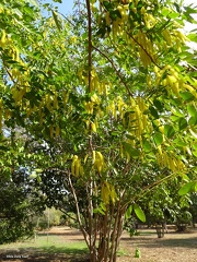 Pterogyne  nitens פטרוגינה מבריקה