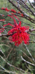 hakea orthorrhyncha1