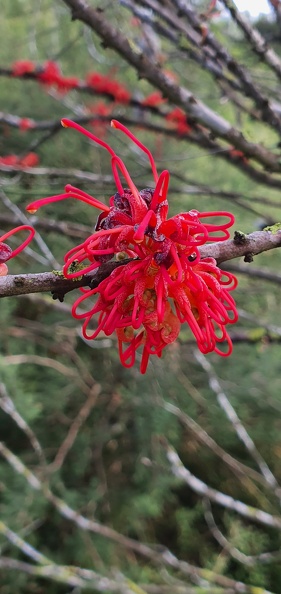 hakea orthorrhyncha1.jpg