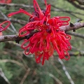 hakea orthorrhyncha1