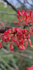 hakea orthorrhyncha