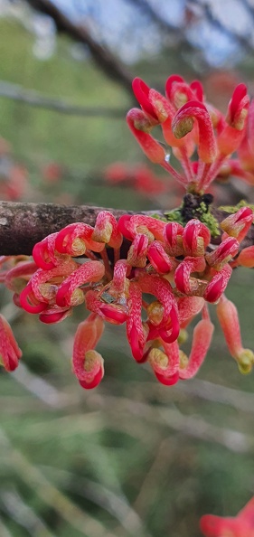 hakea orthorrhyncha.jpg