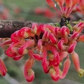 hakea orthorrhyncha.jpg