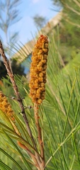 grevillea baileyana2