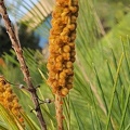 grevillea baileyana2