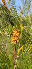 grevillea baileyana1