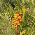 grevillea baileyana1