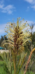 grevillea baileyana