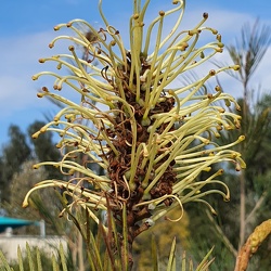 grevillea baileyana גרוויליאה ביילי