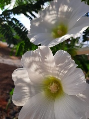 Alcea rosea חטמית תרבותית