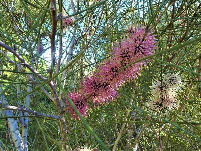 Hakea scoparia 3.jpg