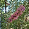 Hakea scoparia הקיאה מכבדית