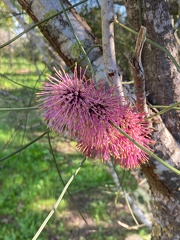 Hakea scoparia הקיאה מכבדית