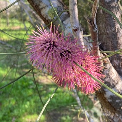 Hakea scoparia הקאה מכבדית