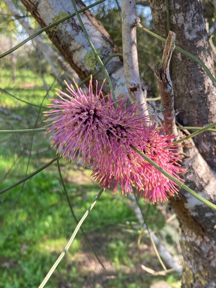 Hakea scoparia 1.jpg