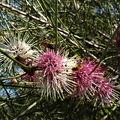 Hakea scoparia 2.jpg