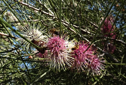 Hakea scoparia הקיאה מכבדית