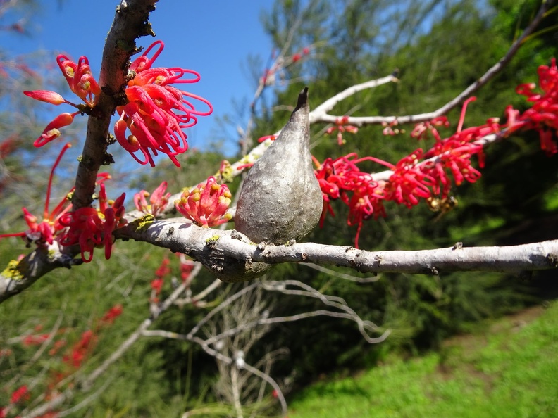 hakea orthorrhyncha הקיאה אדומה.jpg