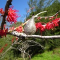 hakea orthorrhyncha הקיאה אדומה