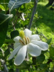 Gardenia  thunbergia1 גרדניה ארוכת פרי